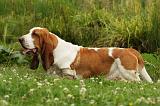 BASSET HOUND 072